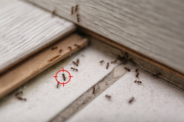 Best Pest Prevention Services  in Irving, TX