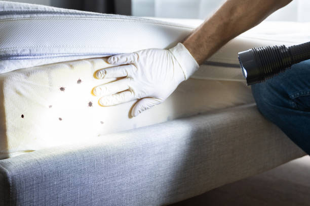Best Exterminator Services  in Irving, TX