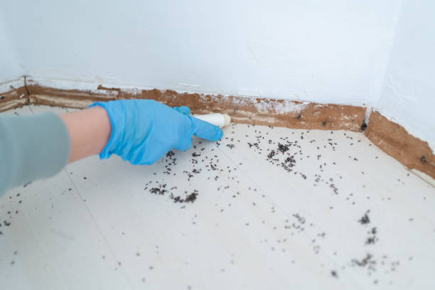 Best Residential Pest Control  in Irving, TX