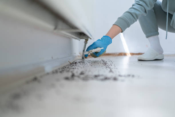 Reliable Irving, TX Pest Control Solutions